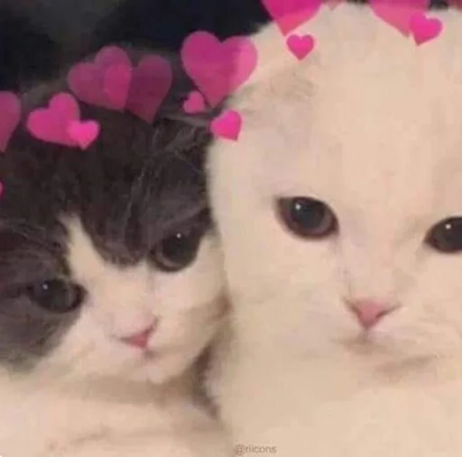 😣 Стикер «kucingnya dante» для Telegram