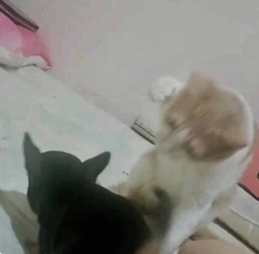 😼 Стикер «kucingnya dante» для Telegram