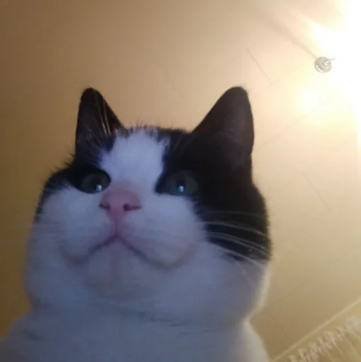 😐 Стикер «kucingnya dante» для Telegram