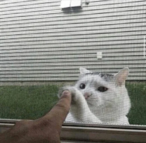 🥺 Стикер «kucingnya dante» для Telegram