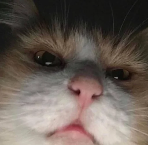 😯 Стикер «kucingnya dante» для Telegram