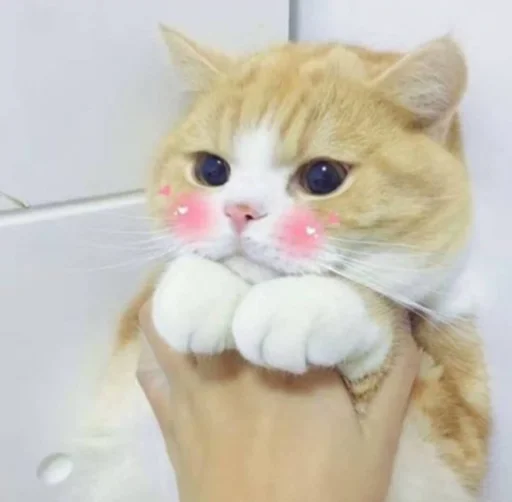 😳 Стикер «kucingnya dante» для Telegram
