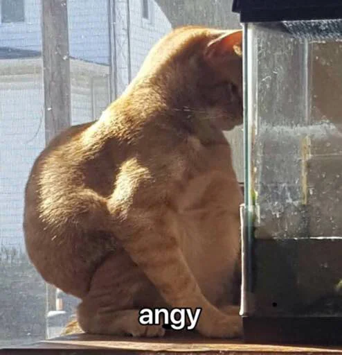 😾 Стикер «kucingnya dante» для Telegram