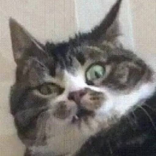🥵 Стикер «kucingnya dante» для Telegram