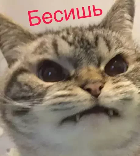 😡 Стикер «Миу боты» для Telegram