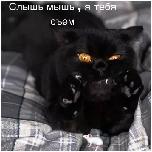🐁 Стикер «Миу боты» для Telegram