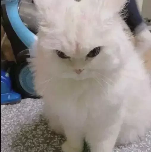 🤬 Стикер «Миу боты» для Telegram