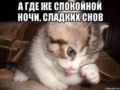 🌚 Стикер «Миу боты» для Telegram