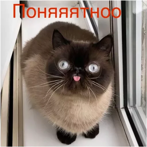 👍 Стикер «Миу боты» для Telegram