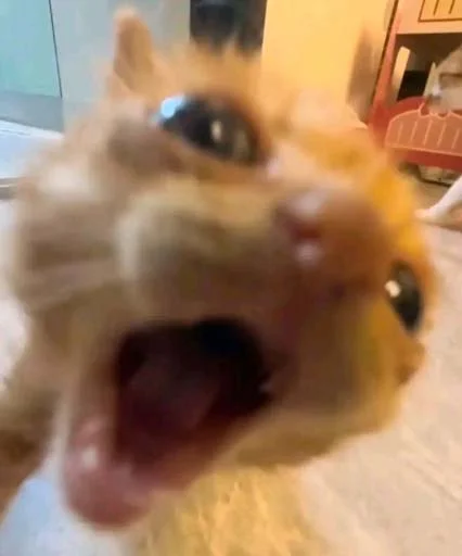 🐱 Стикер «КАНАЛ» для Telegram