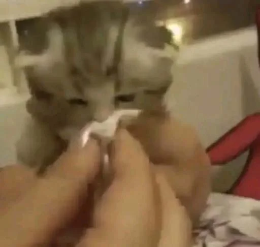 🐱 Стикер «КАНАЛ» для Telegram