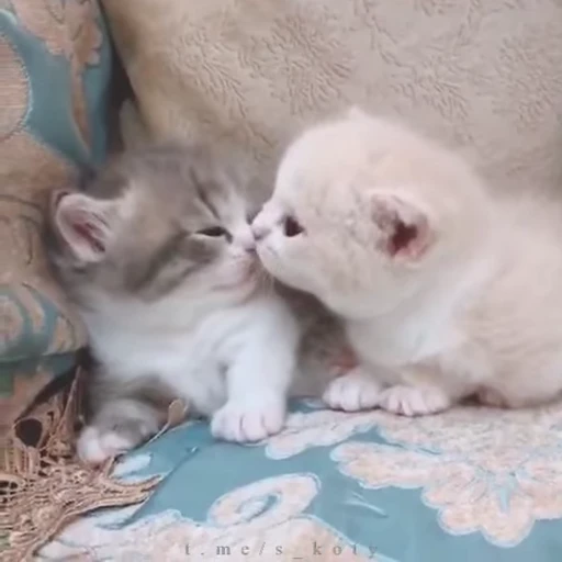 ❤️ Стикер «meow» для Telegram