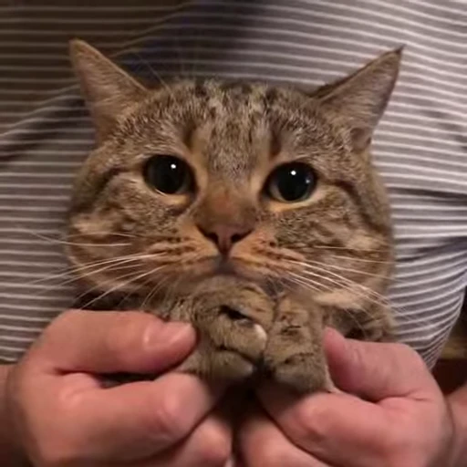 🥲 Стикер «meow» для Telegram