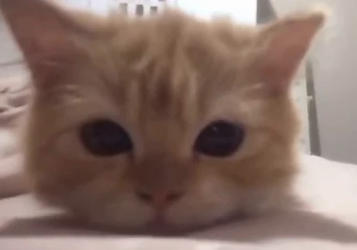 🐱 Стикер «meow» для Telegram