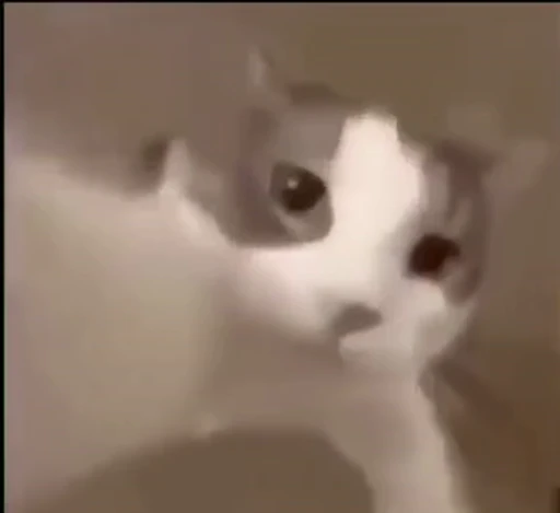 😘 Стикер «meow» для Telegram