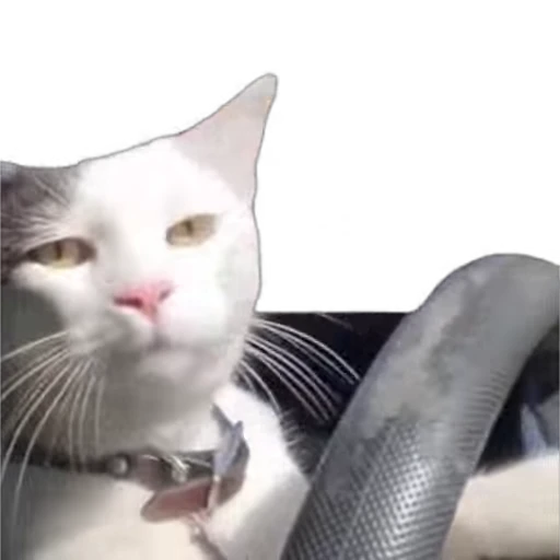 🚙 Стикер «meow» для Telegram