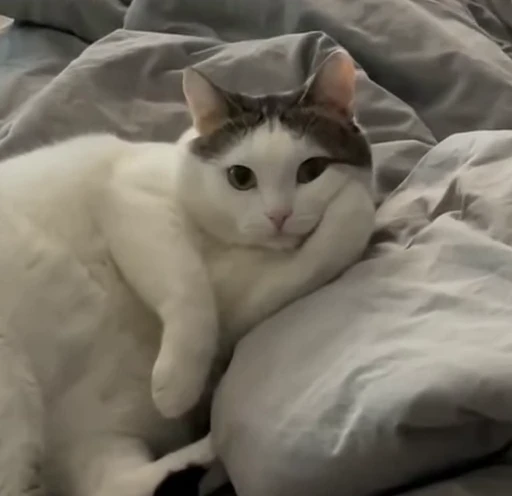 🤨 Стикер «meow» для Telegram