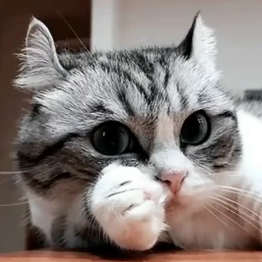 🤨 Стикер «meow» для Telegram