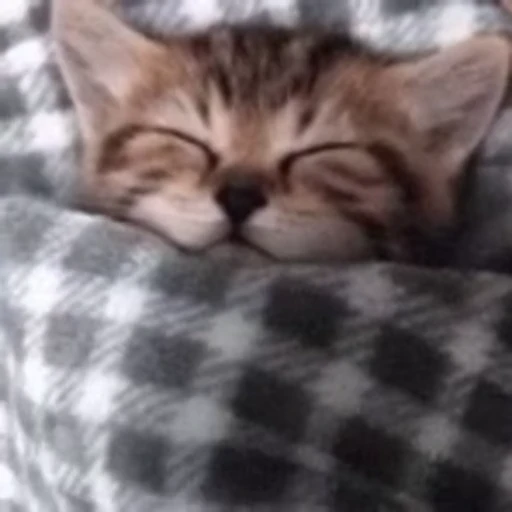💤 Стикер «meow» для Telegram
