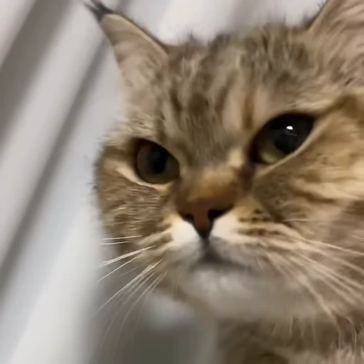 🐾 Стикер «meow» для Telegram