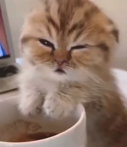 😴 Стикер «meow» для Telegram