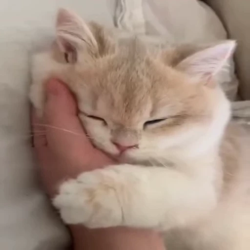 ❤️ Стикер «meow» для Telegram
