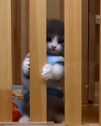 🥺 Стикер «meow» для Telegram