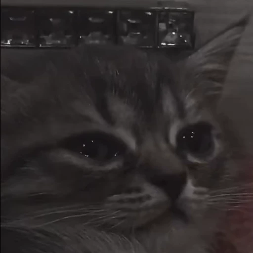 😢 Стикер «meow» для Telegram