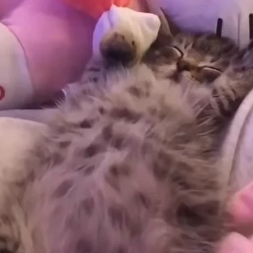😴 Стикер «meow» для Telegram