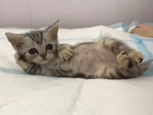 🥵 Стикер «meow» для Telegram