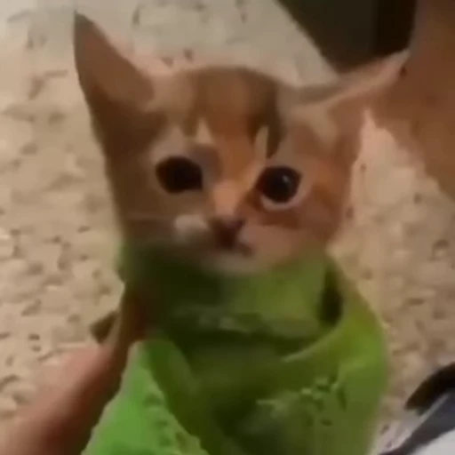 😳 Стикер «meow» для Telegram