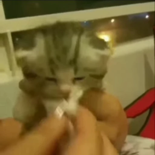 🌟 Стикер «kitana cat» для Telegram