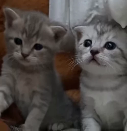👬 Стикер «kitana cat» для Telegram