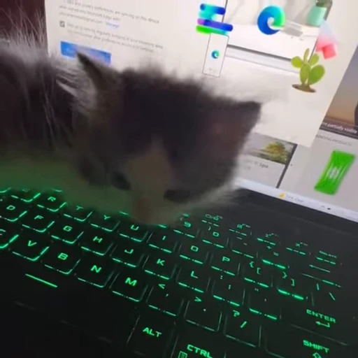 ⌨️ Стикер «kitana cat» для Telegram
