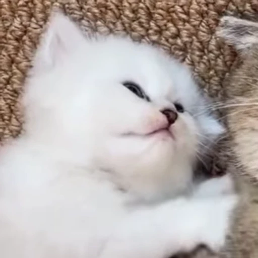 🌟 Стикер «kitana cat» для Telegram