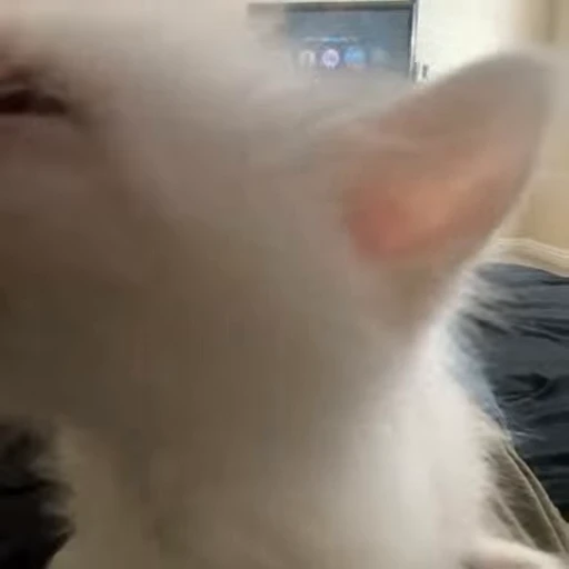 🐽 Стикер «kitana cat» для Telegram