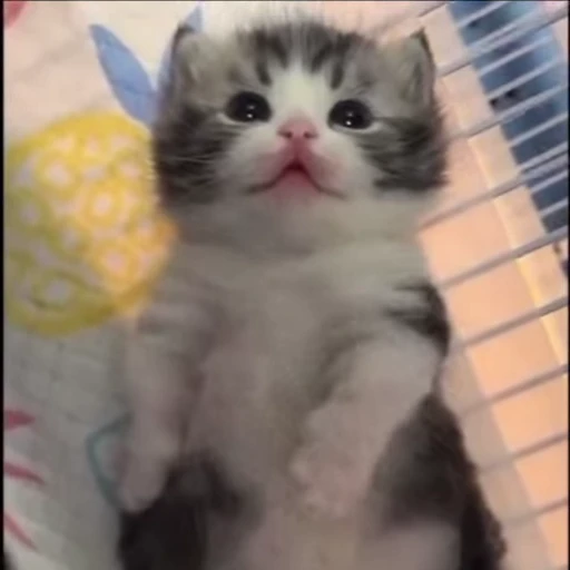 🌟 Стикер «kitana cat» для Telegram