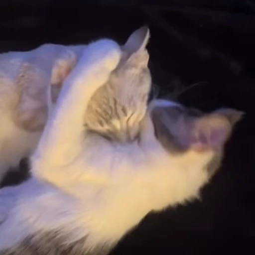 😛 Стикер «kitana cat» для Telegram