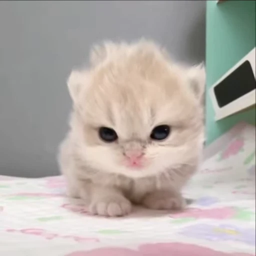 🌟 Стикер «kitana cat» для Telegram