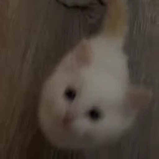 🥺 Стикер «kitana cat» для Telegram