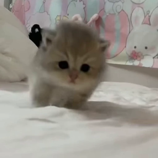 😑 Стикер «kitana cat» для Telegram