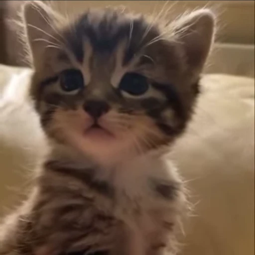 🌟 Стикер «kitana cat» для Telegram