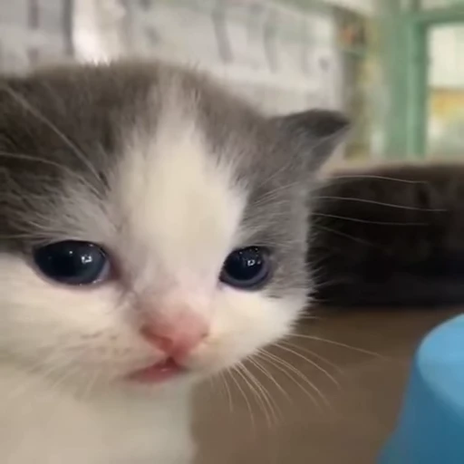 🤨 Стикер «kitana cat» для Telegram