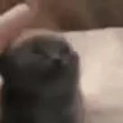 🐈 Стикер «kitana cat» для Telegram
