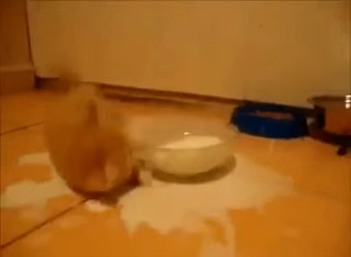 🐈 Стикер «kitana cat» для Telegram