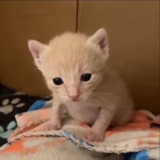 🌟 Стикер «kitana cat» для Telegram