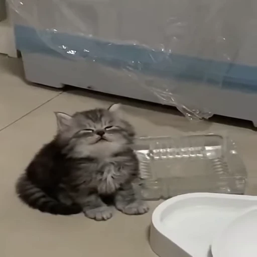 🐈 Стикер «kitana cat» для Telegram