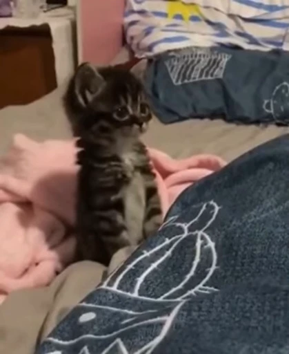 🐈 Стикер «kitana cat» для Telegram