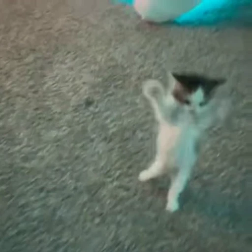 🥳 Стикер «kitana cat» для Telegram
