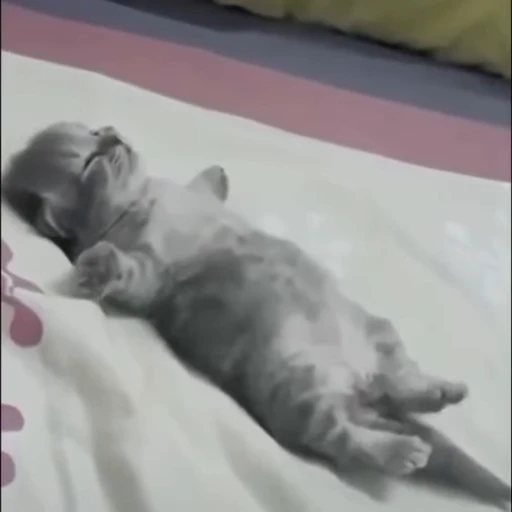 🌟 Стикер «kitana cat» для Telegram
